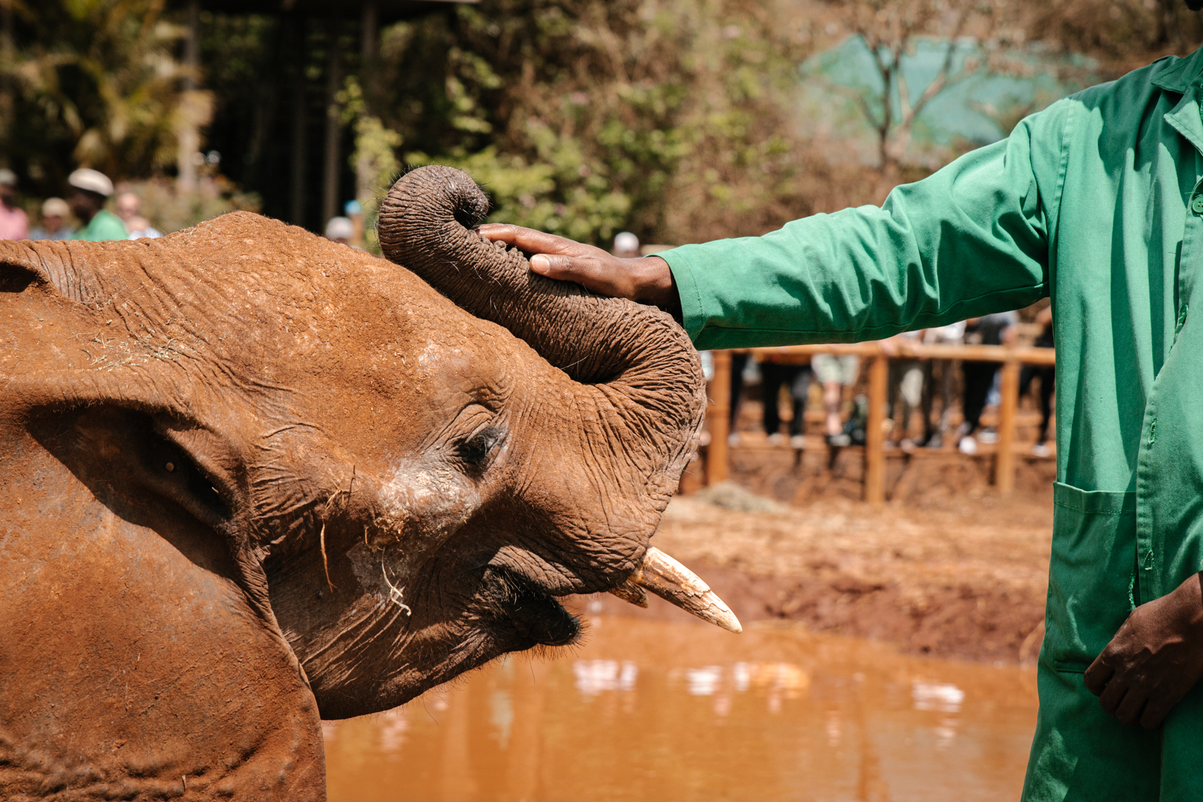 un homme touche la trompe d'un bébé éléphant