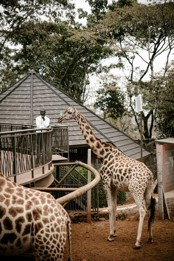 Giraffe centre Nairobi Kenya