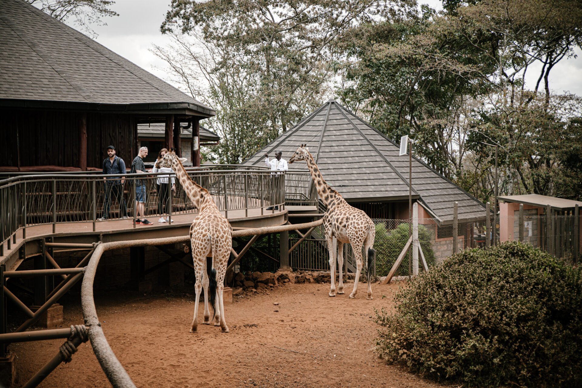 Girafes au giraffe centre de Nairobi
