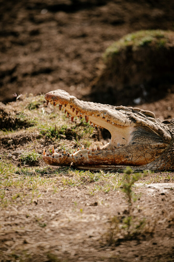 un crocodile qui ouvre sa gueule