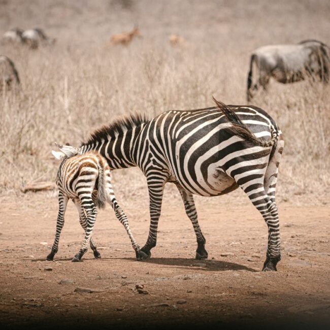 Voyage au Kenya : Que faire à Nairobi ?