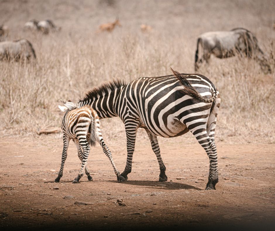 Voyage au Kenya : Que faire à Nairobi ?