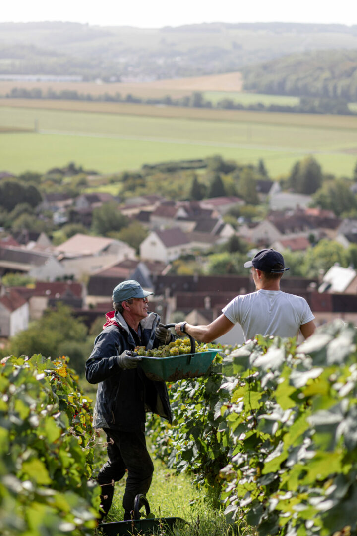 Deux vendangeurs sont dans les vignes