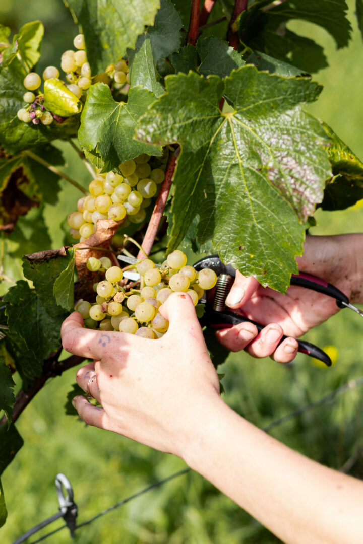 Une personne coupe une grappe de raisin dans les vignes