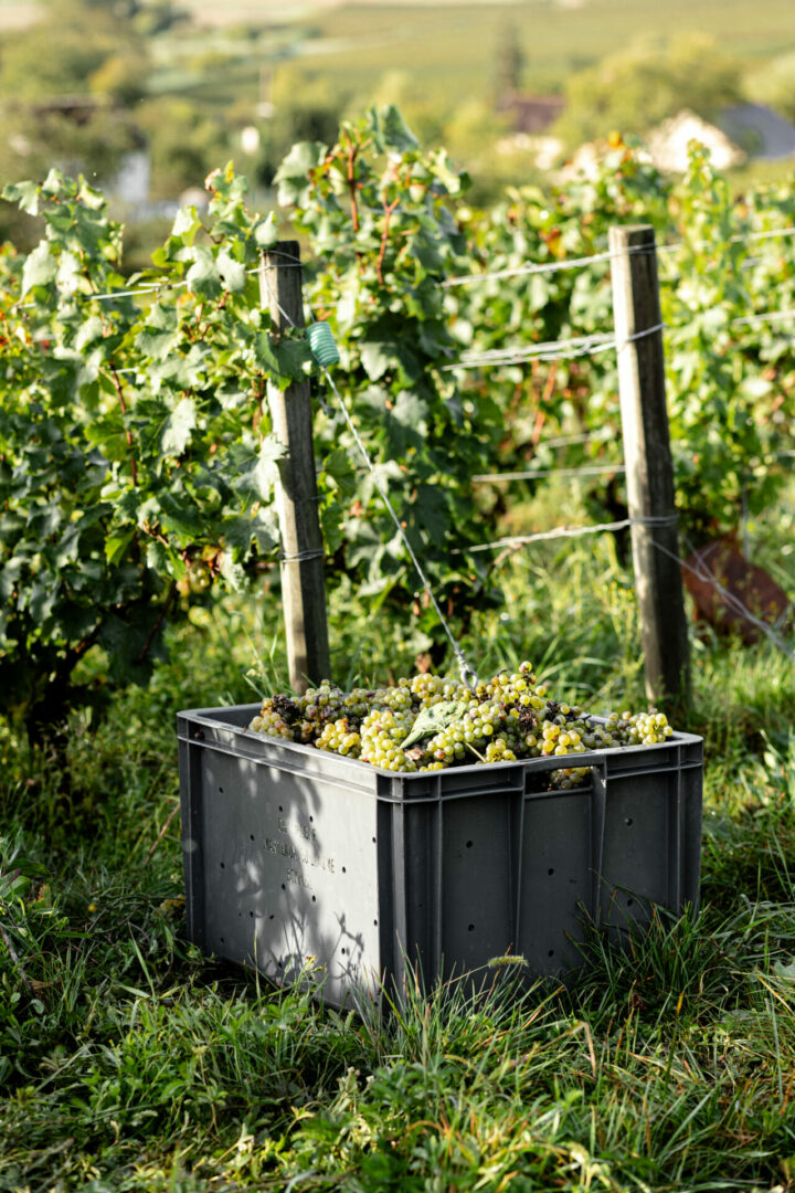 Une caisse contenant des grappes de raisins est devant les vignes