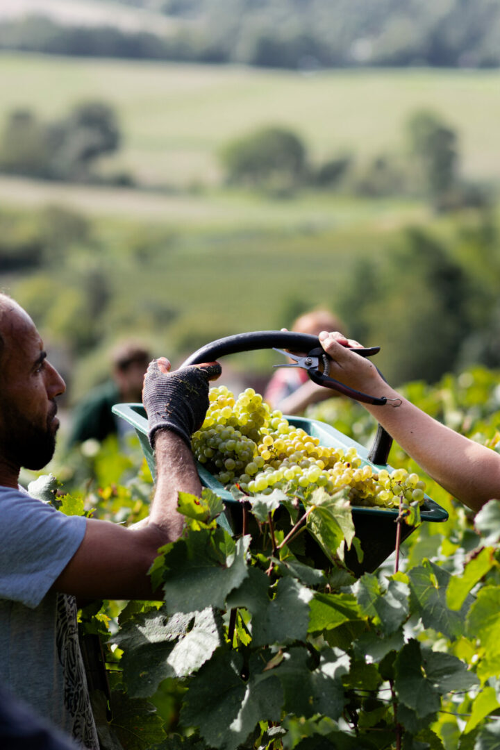 deux vendangeurs se passent un panier avec les grappes de raisin dans les vignes