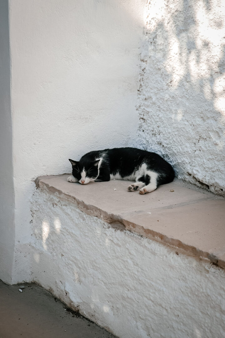 Chat qui dort dans les ruelles du quartier d'Anafiotika à Athènes