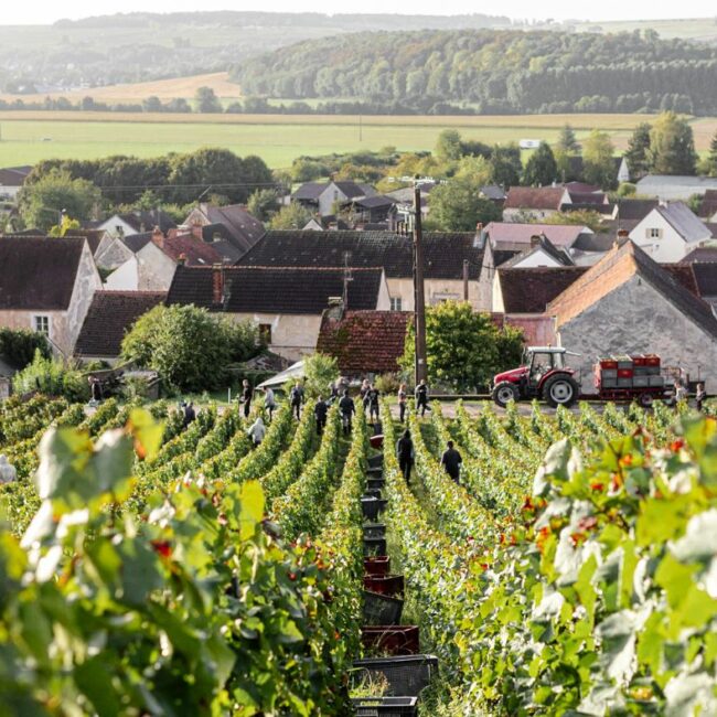 Au cœur des vendanges au domaine Marteaux