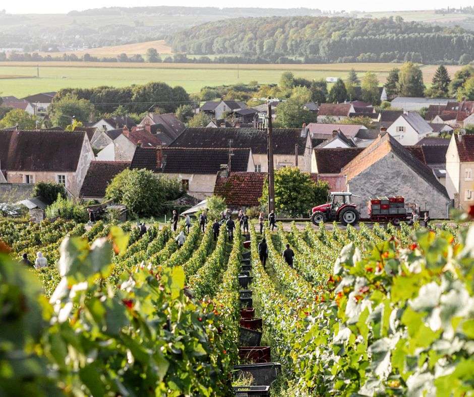 Au cœur des vendanges au domaine Marteaux