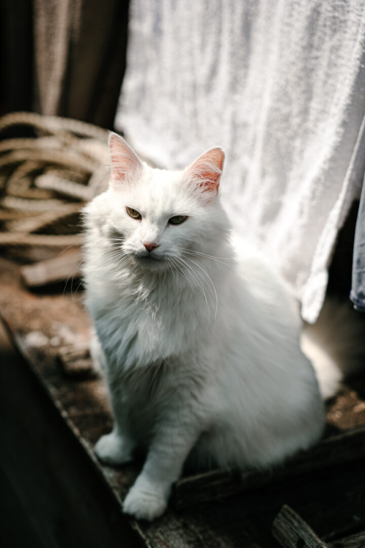 Chat au village de l'herbe