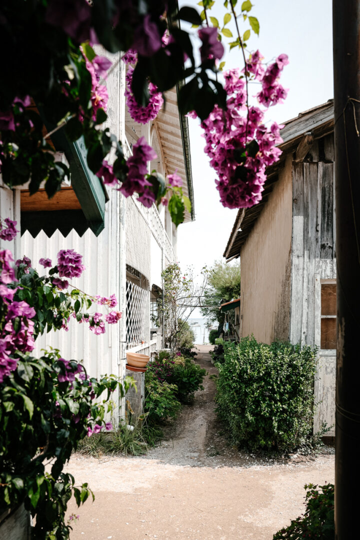 Bougainvillier Village du Canon